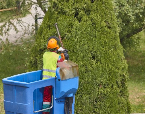 gardener-pruning-a-cypress-on-a-crane-seasonal-ma-2023-09-22-04-37-59-utc